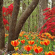 Garvan Woodland Gardens